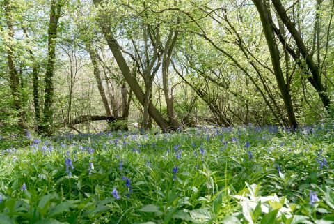 photo of bluebells in woodland