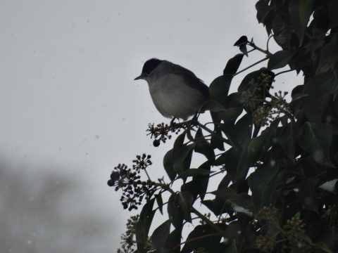 small bird with a black cap