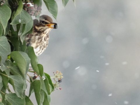 redwing bird with ivy berry