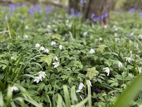 photo of white flowers, the wood anemone