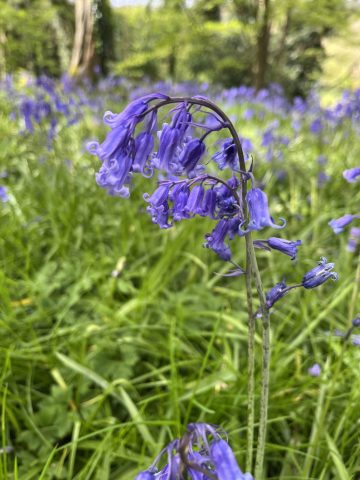 close up photo of a bluebell